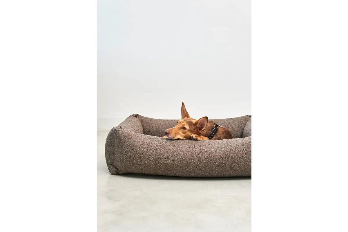 Cane Mondo, Hundebett, Schokolade