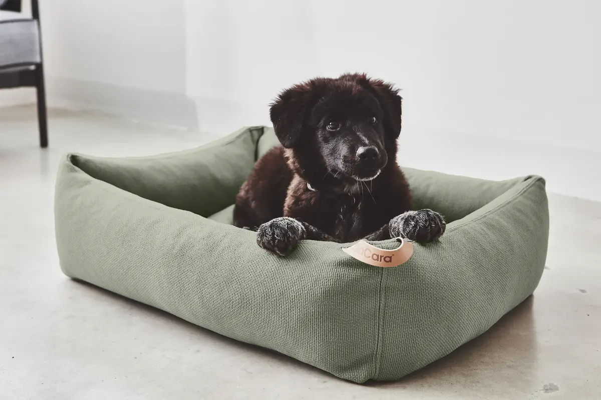 Cane Sonno, Boxbett, Grolive