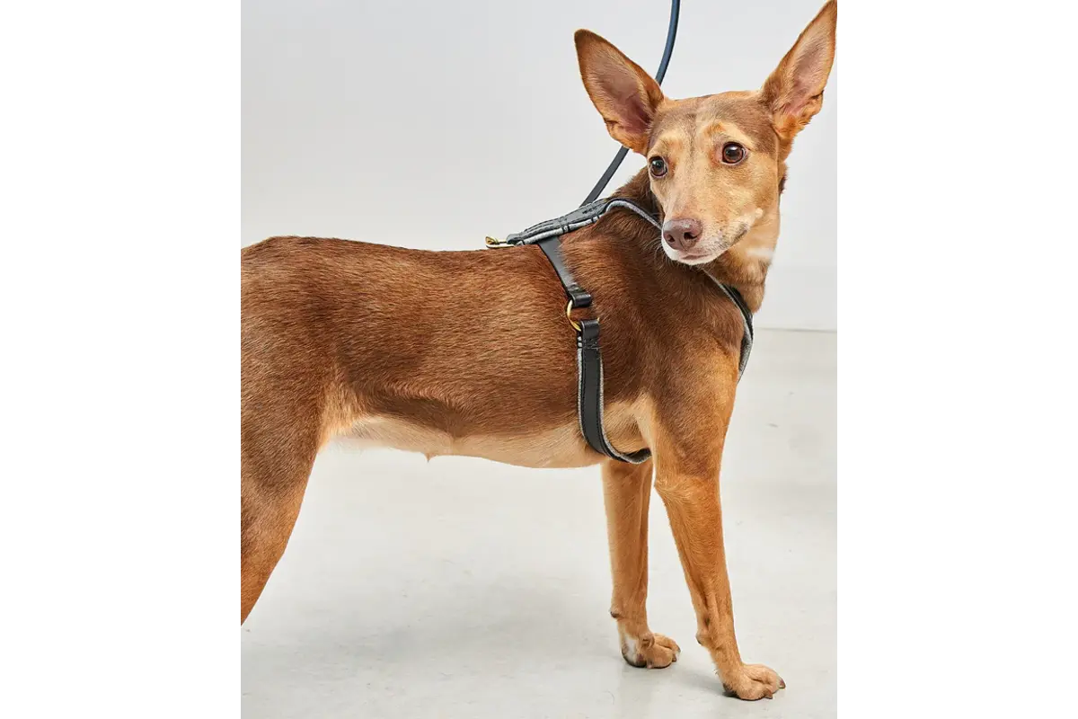 Cane Verona, Geschirr, Schwarz