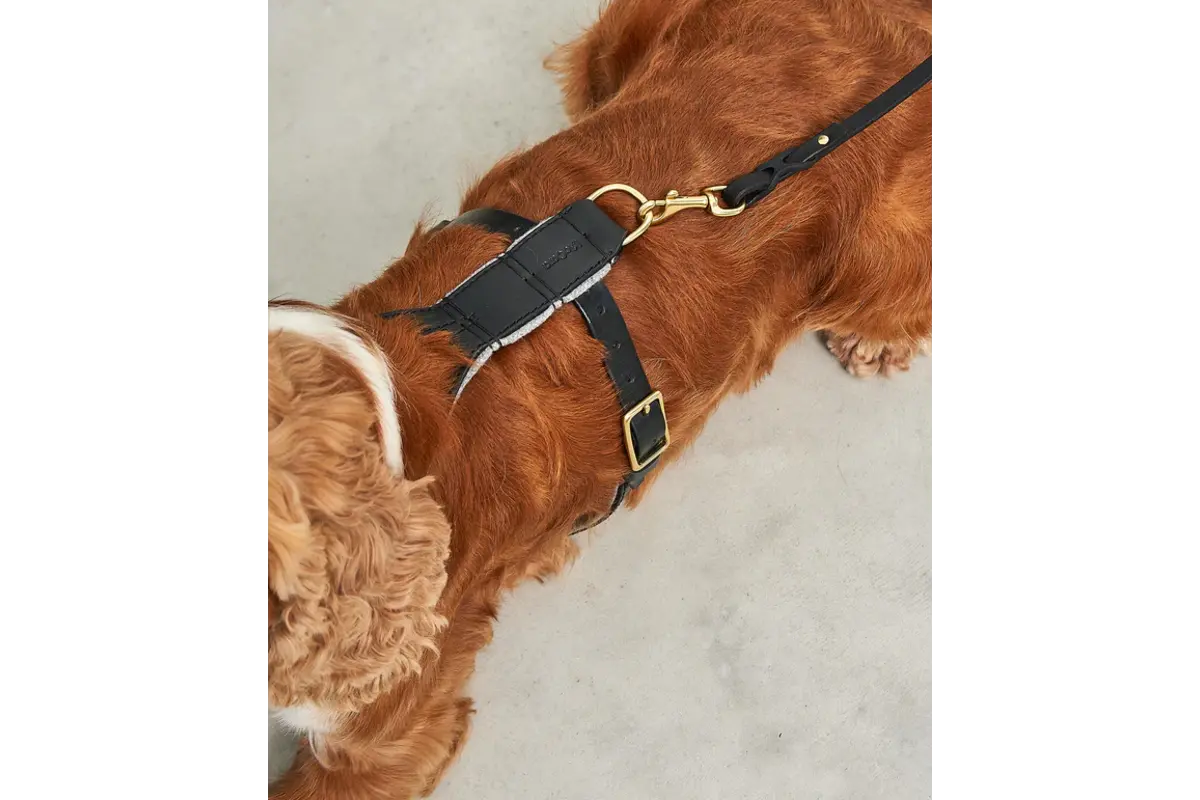 Cane Verona, Geschirr, Schwarz