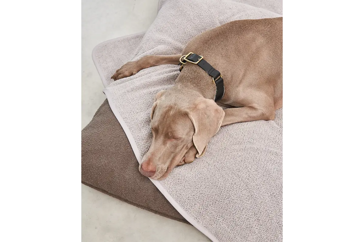 Cane Mero, Hondendeken, Zand