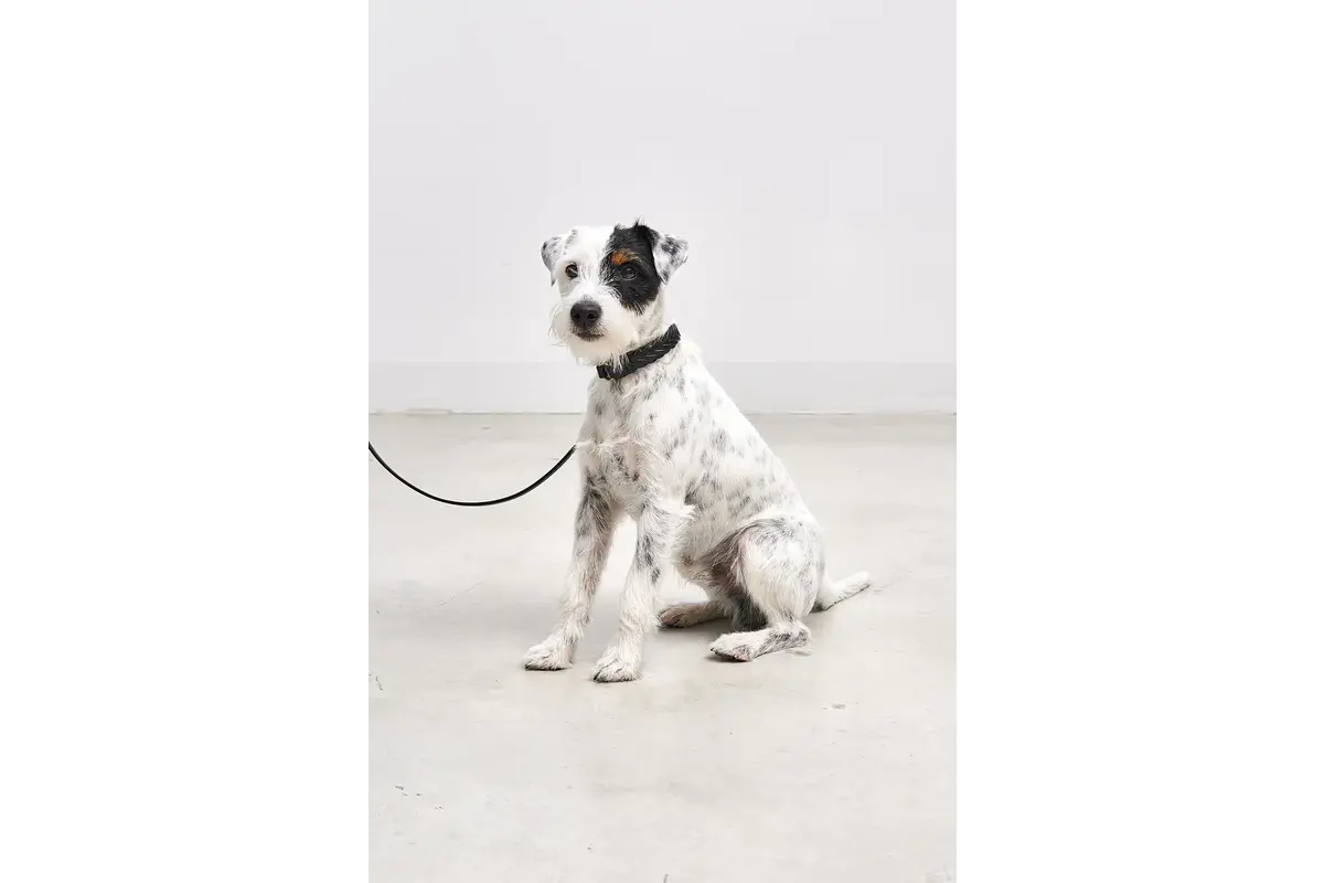 Cane Palermo, Hondenhalsband, Zwart