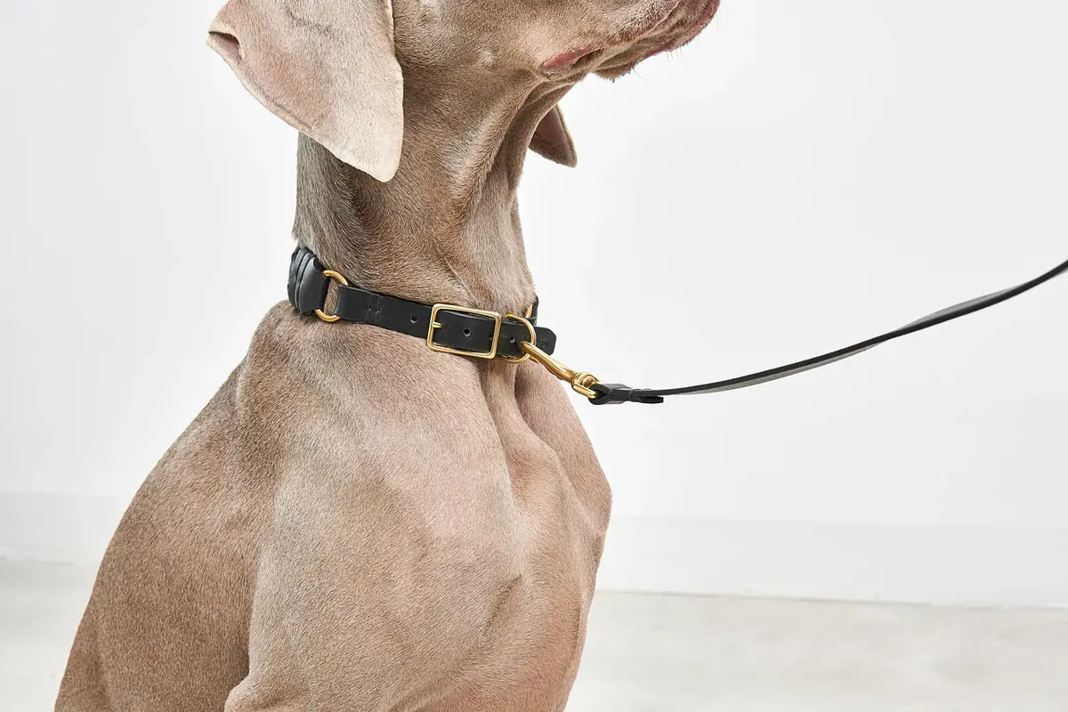 Cane Palermo, Hondenhalsband, Zwart