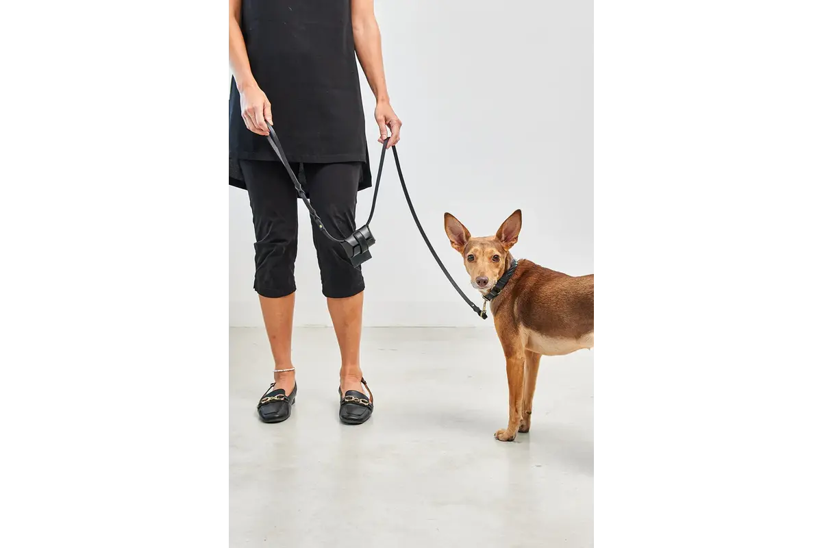 Cane Palermo, Hondenhalsband, Zwart