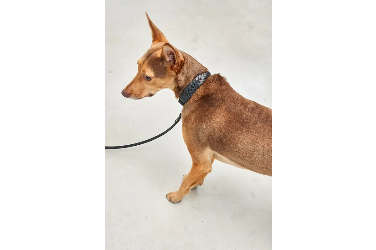 Cane Palermo, Hondenhalsband, Zwart