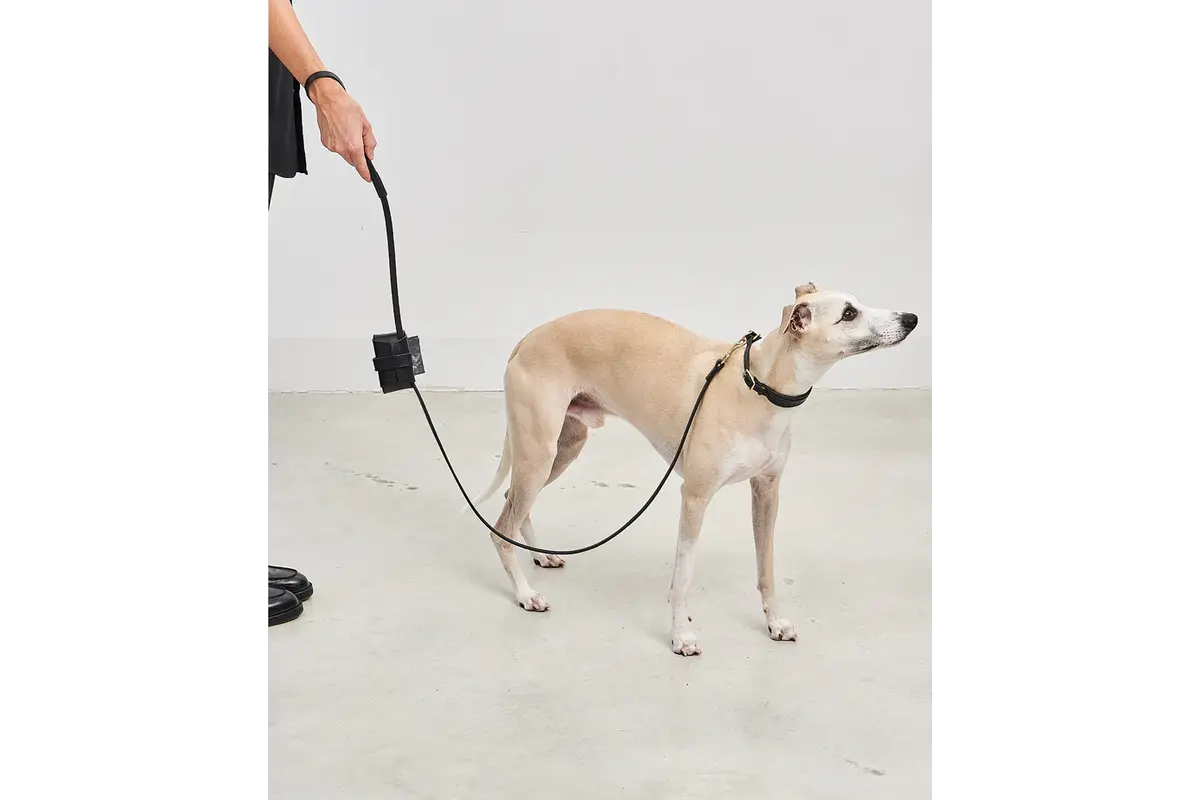 Cane Napoli, Leash, Black