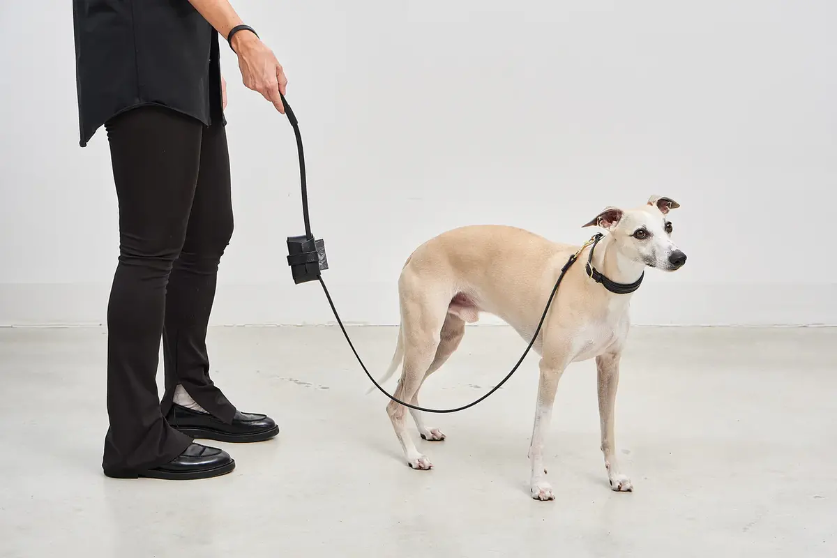 Cane Napoli, Leash, Black
