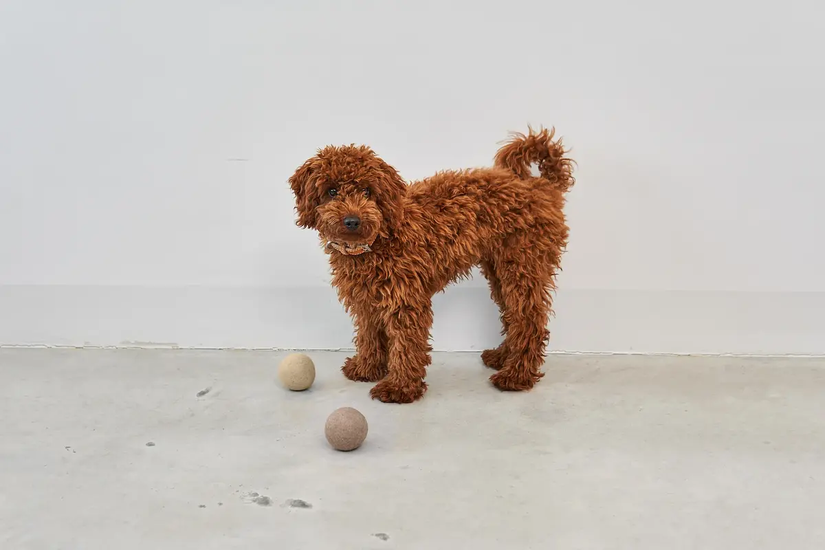 Cane Globo, Hundeball, Nougat
