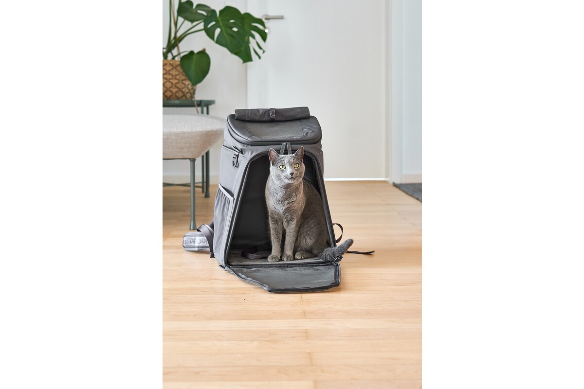 Gato Zaino, Kattenrugzak, Asfalt