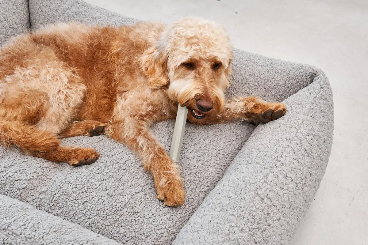 Cane Ramo, Apportierspielzeug, Greige