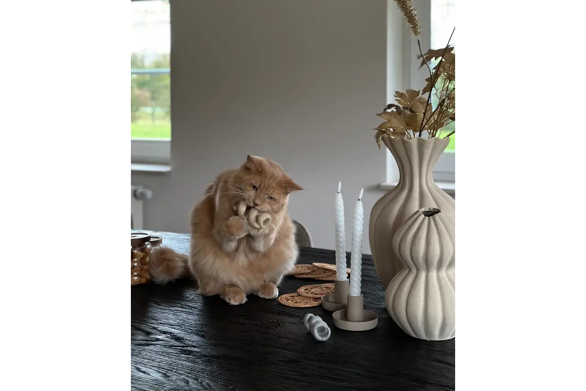 Gatto Spira, Kattenspeeltje, Moon