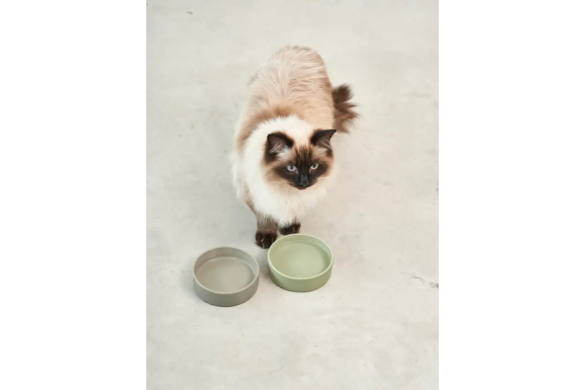 Gatto Scodella, Bowl, Grolive