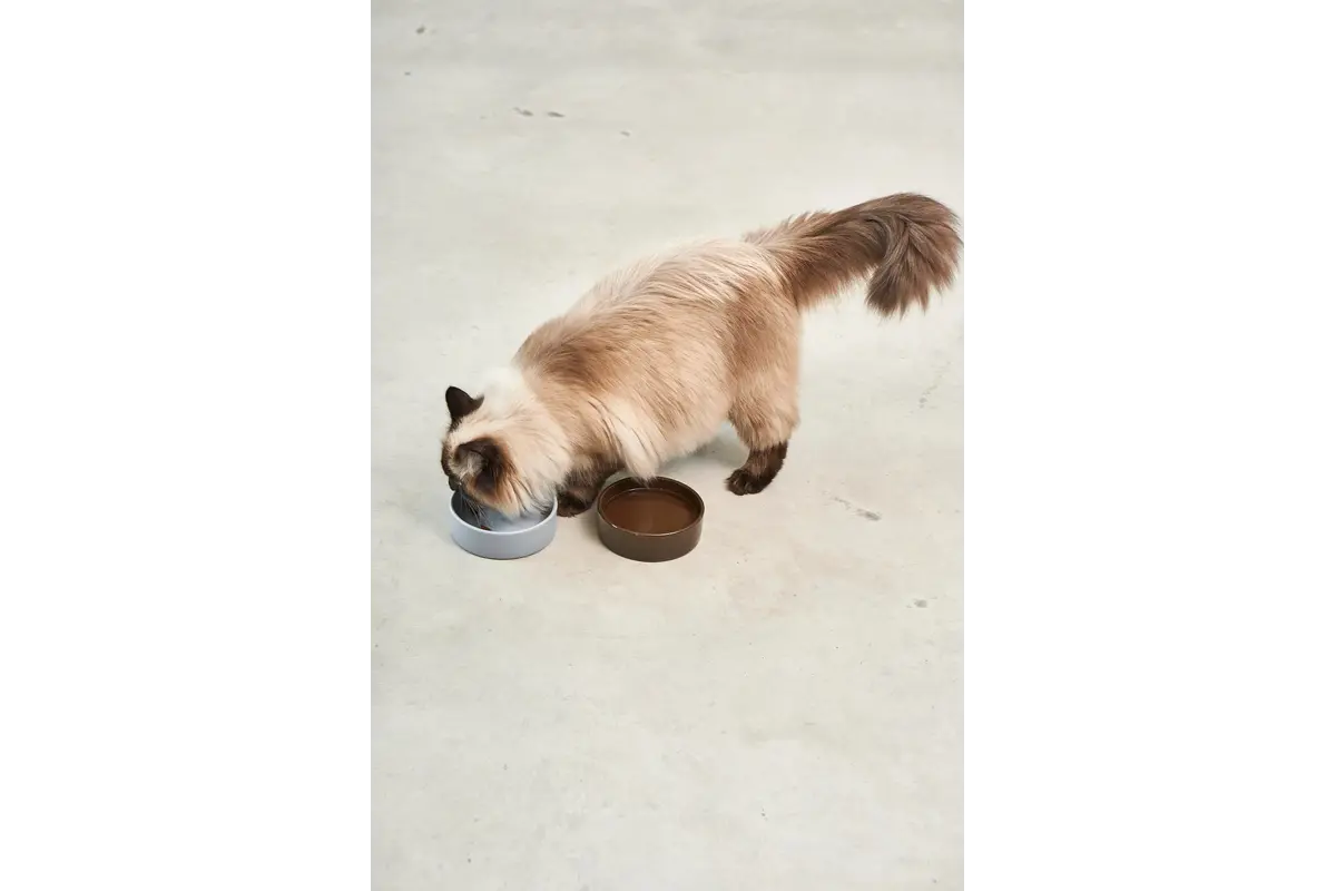 Gatto Scodella, Voerbak, Light Sky