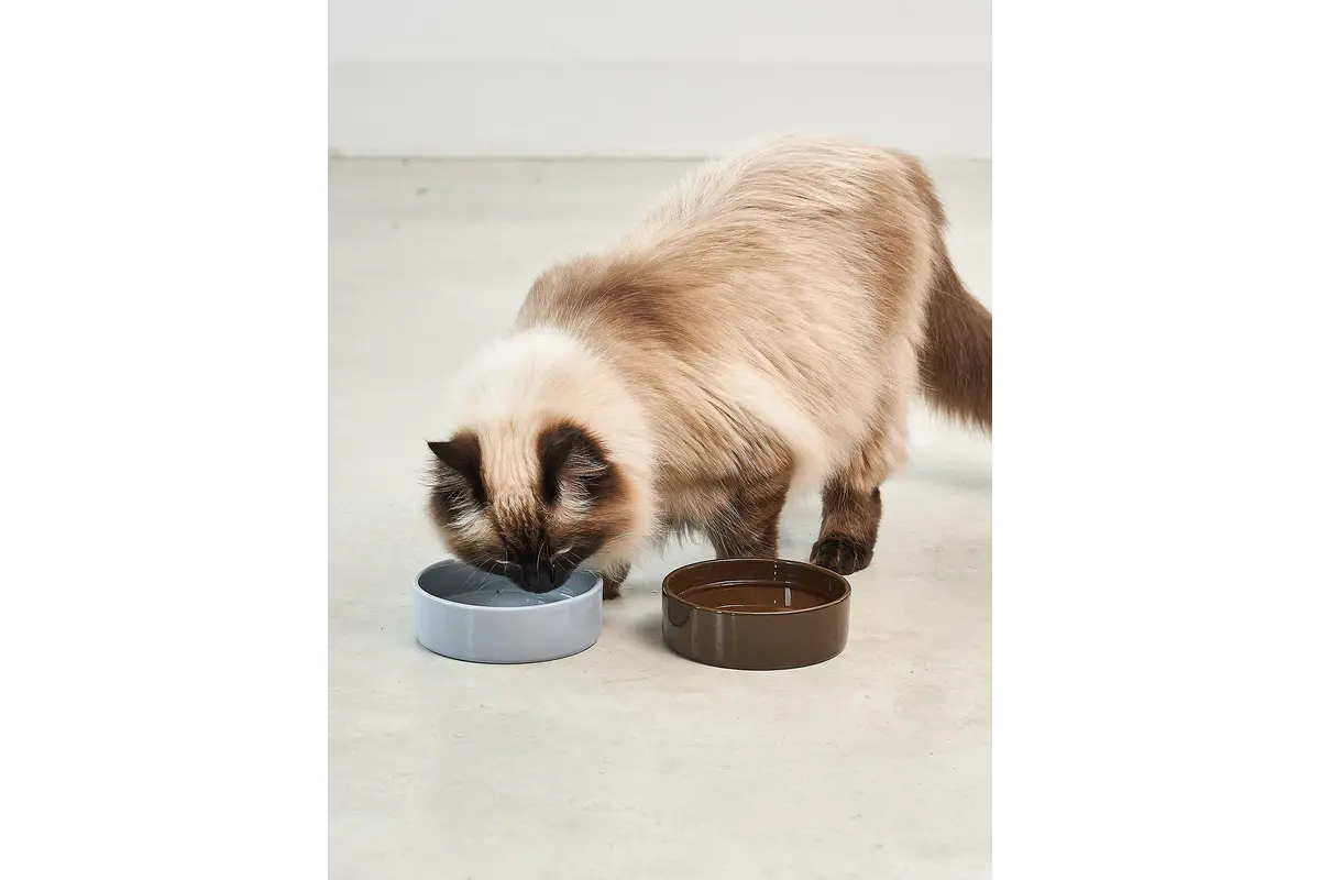 Gatto Scodella, Voerbak, Chocolade