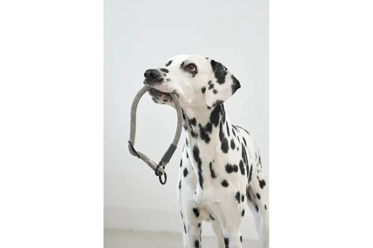 Cane Monza, Slip Collar, Asphalt/Greige/Grolive