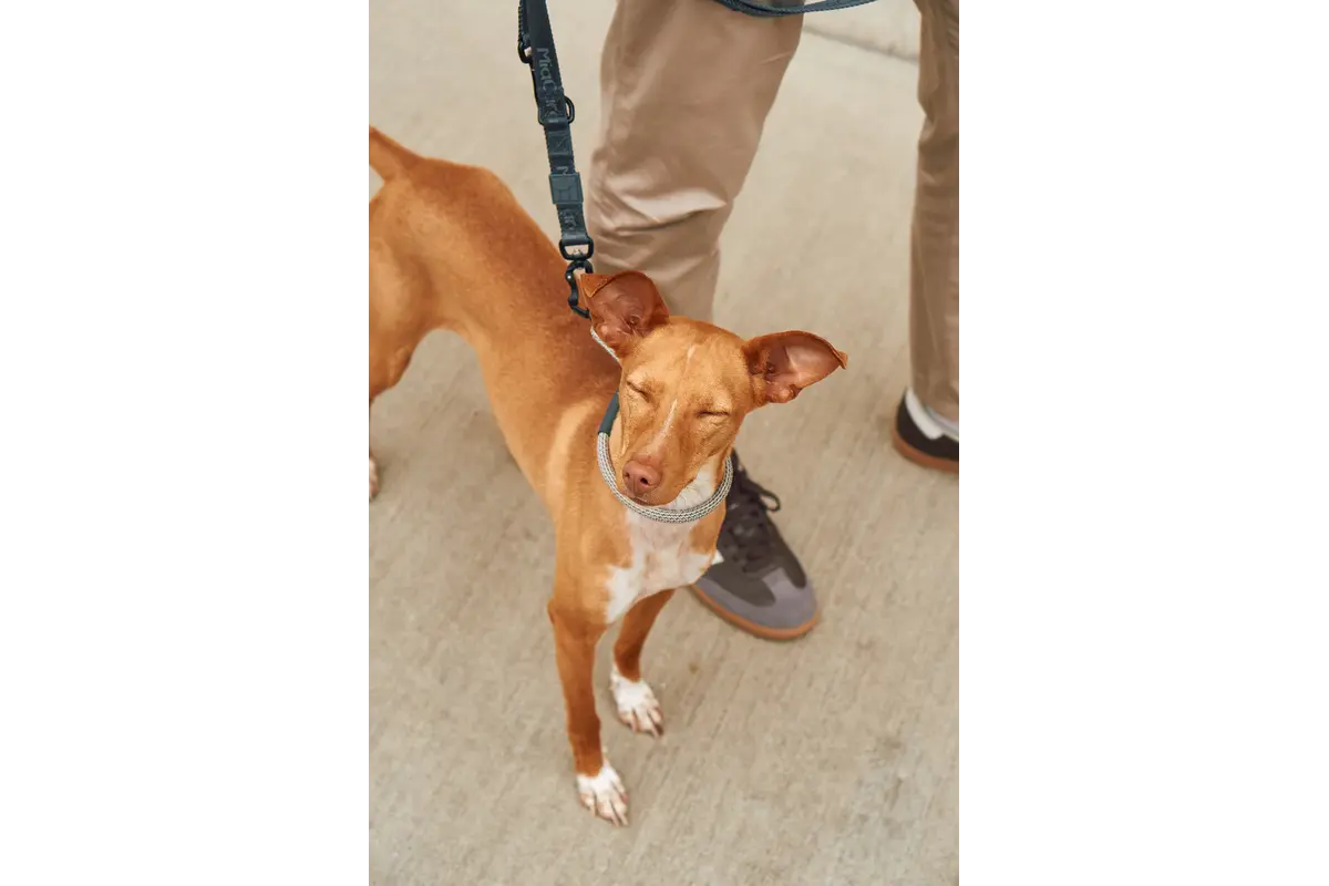 Cane Monza, Zugstopp Halsband, Asphalt/Greige/Grolive