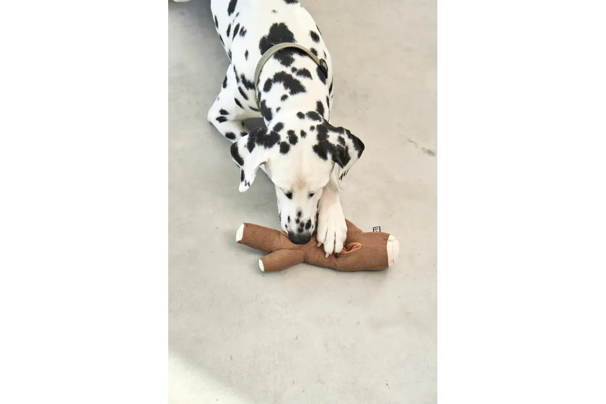 Cane Foresta, Snuffelspeeltje, Tak