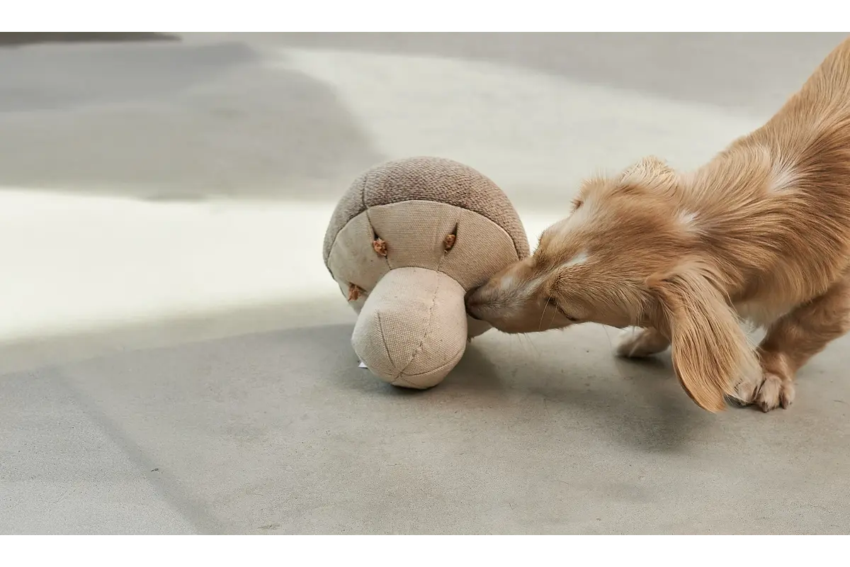 Cane Foresta, Snuffelspeeltje, Paddestoel