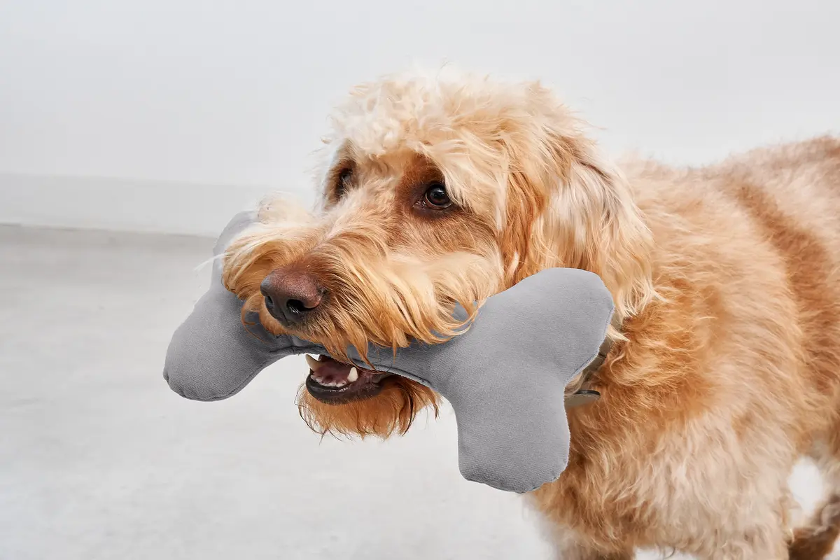 Cane Comodo, Toy Bone, Slate