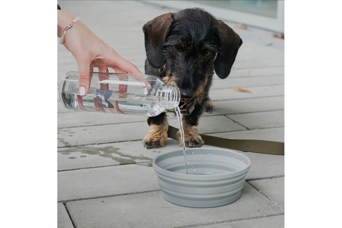 Cane Piega, Foldable Travel Bowl, Slate