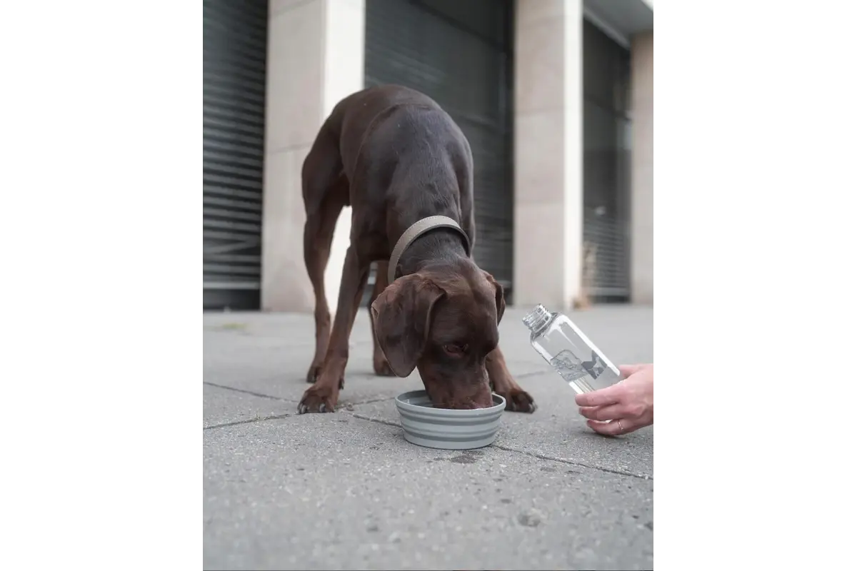 Cane Piega, Foldable Travel Bowl, Slate