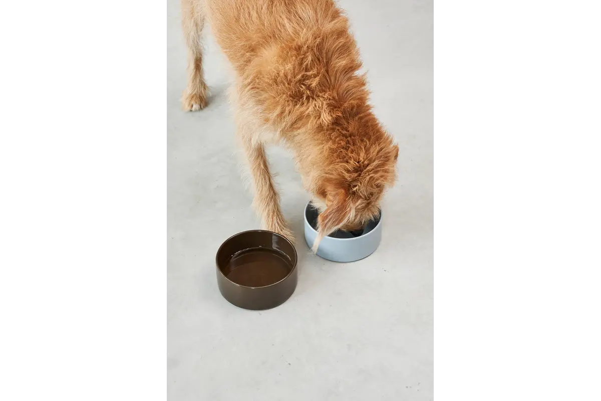 Cane Scodella, Dog Bowl, Chocolate