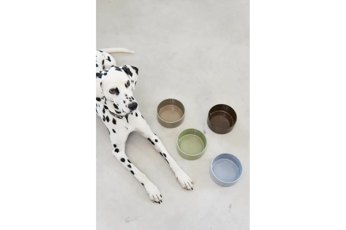 Cane Scodella, Dog Bowl, Chocolate