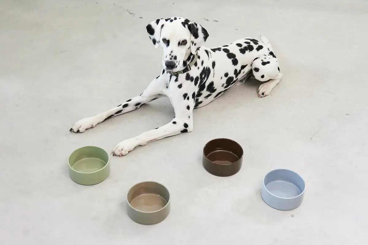 Cane Scodella, Hundenapf, Grolive