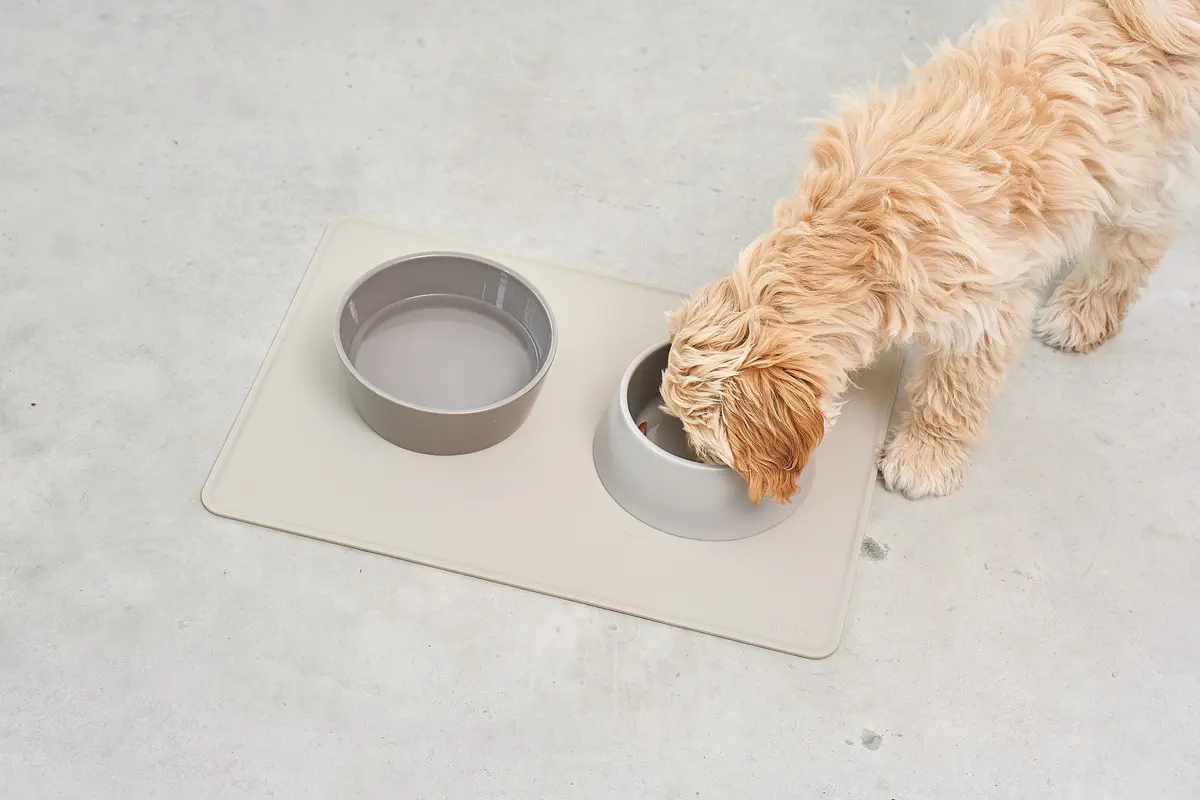 Cane Doppio, Kommenset, Nougat