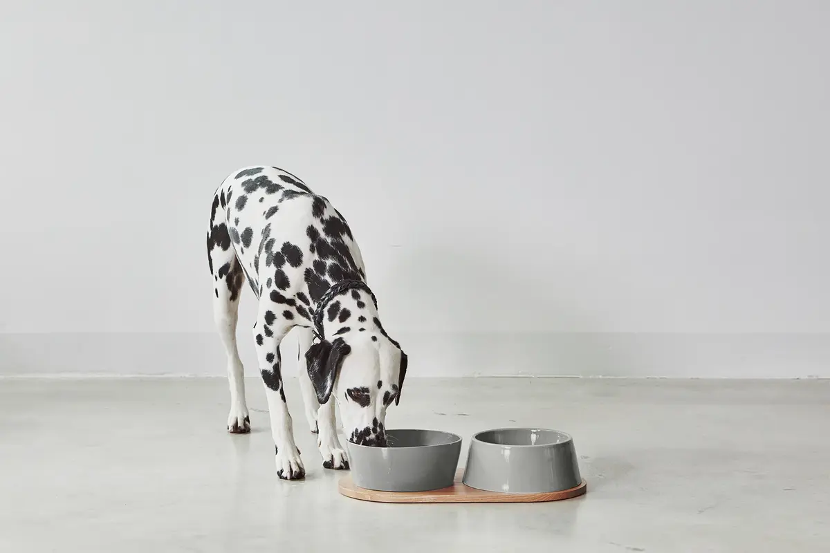 Cane Doppio, Kommenset, Beton