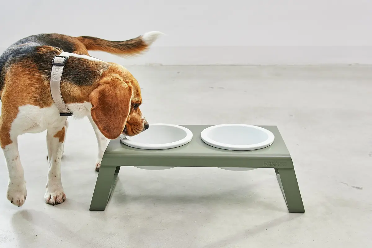 Cane Desco, Dog Feeder with Porcelain Bowls, Powder-Coated Grolive