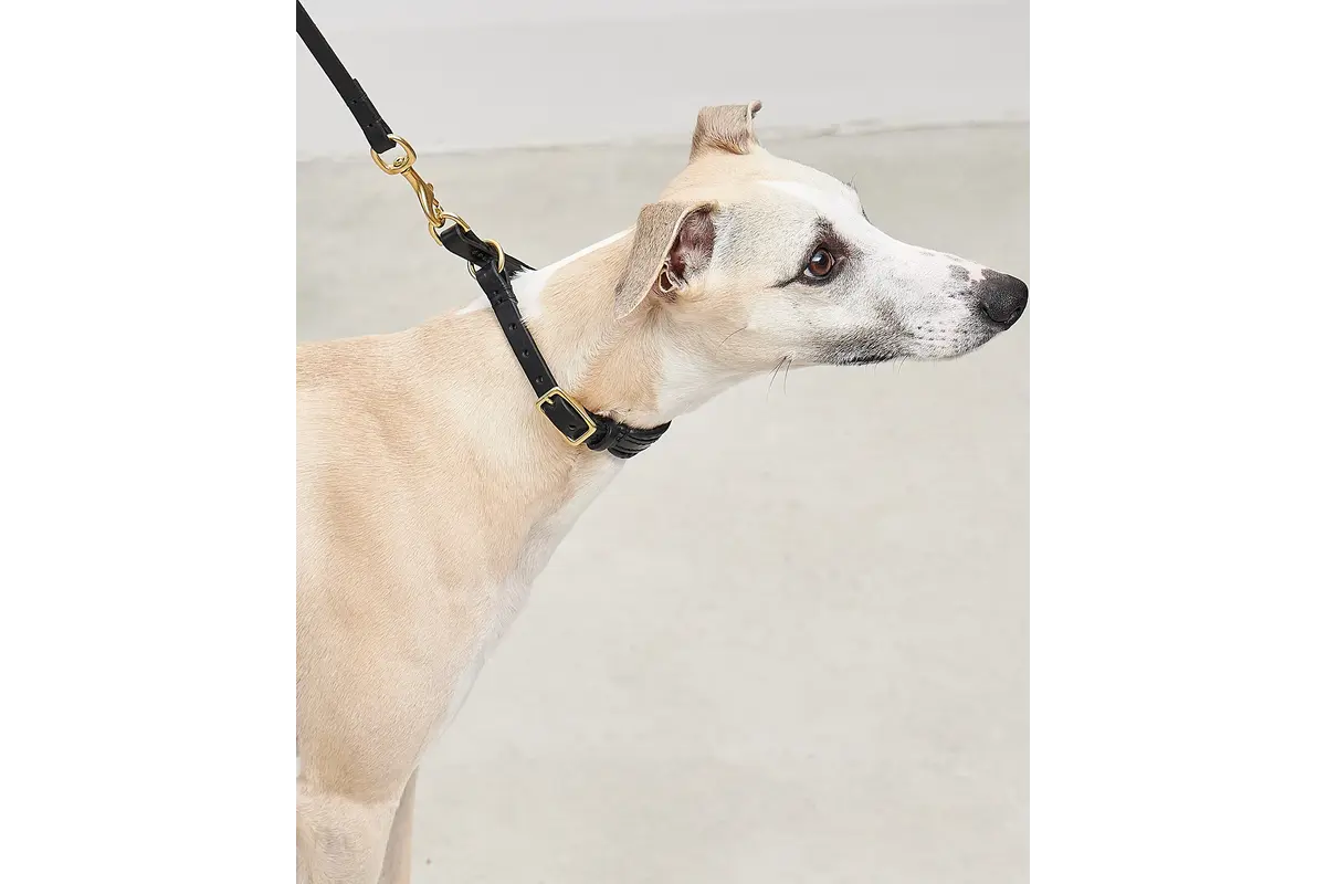 Cane Fano, Zugstopp Halsband, Schwarz