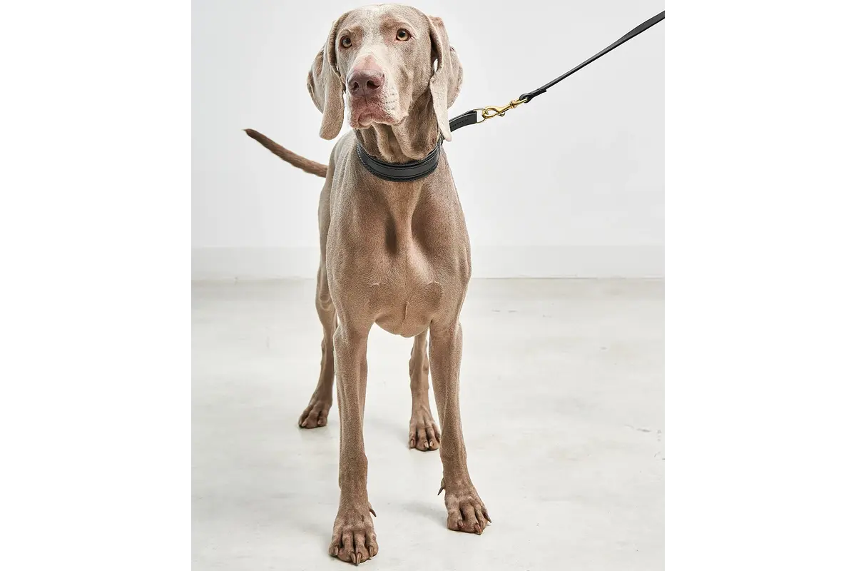 Cane Fano, Zugstopp Halsband, Schwarz