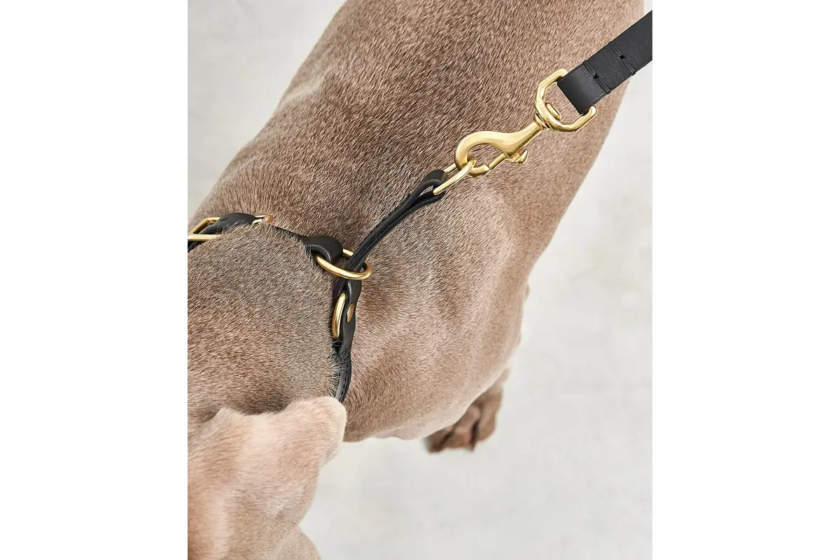 Cane Fano, Zugstopp Halsband, Schwarz