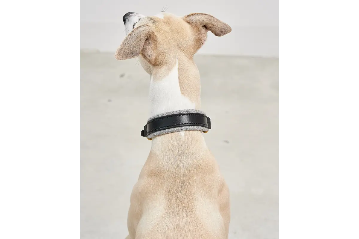 Cane Siena, Halsband, Schwarz/Filz Grau