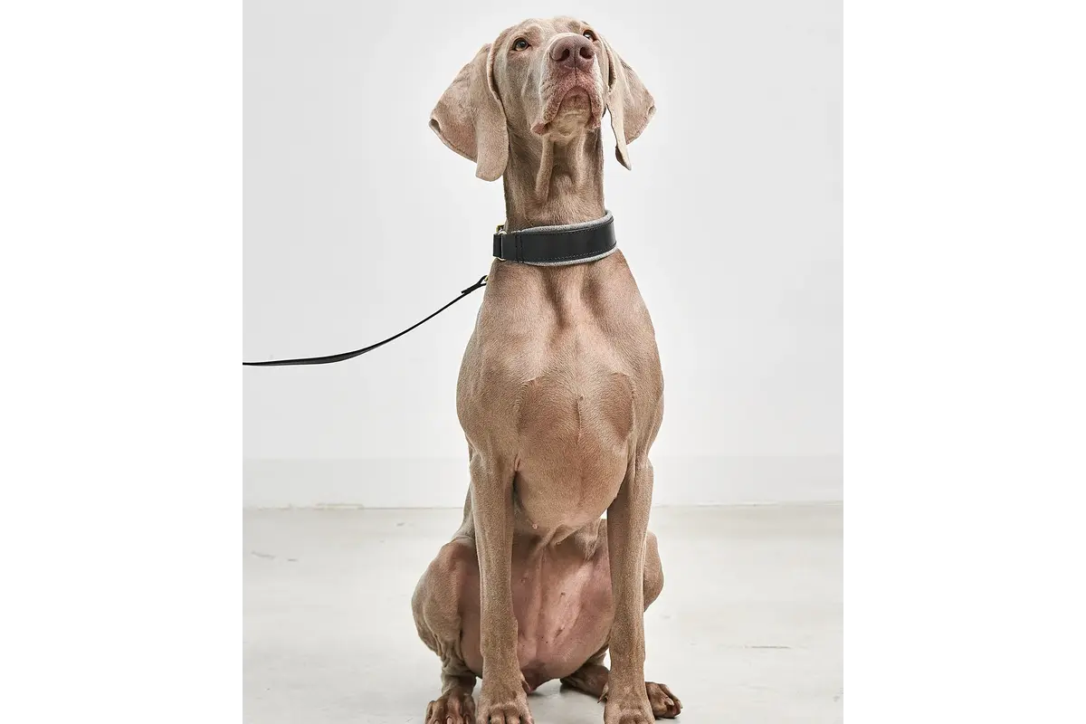 Cane Siena, Halsband, Schwarz/Filz Grau