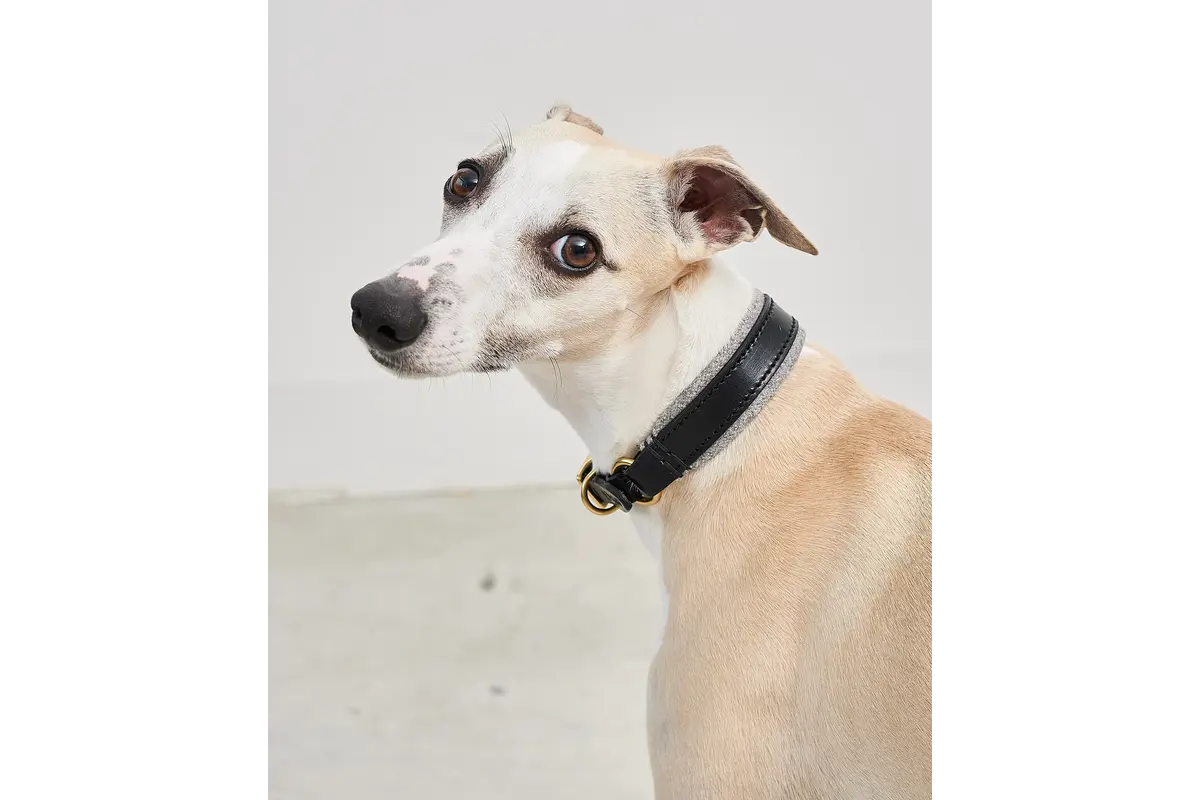 Cane Siena, Halsband, Schwarz/Filz Grau