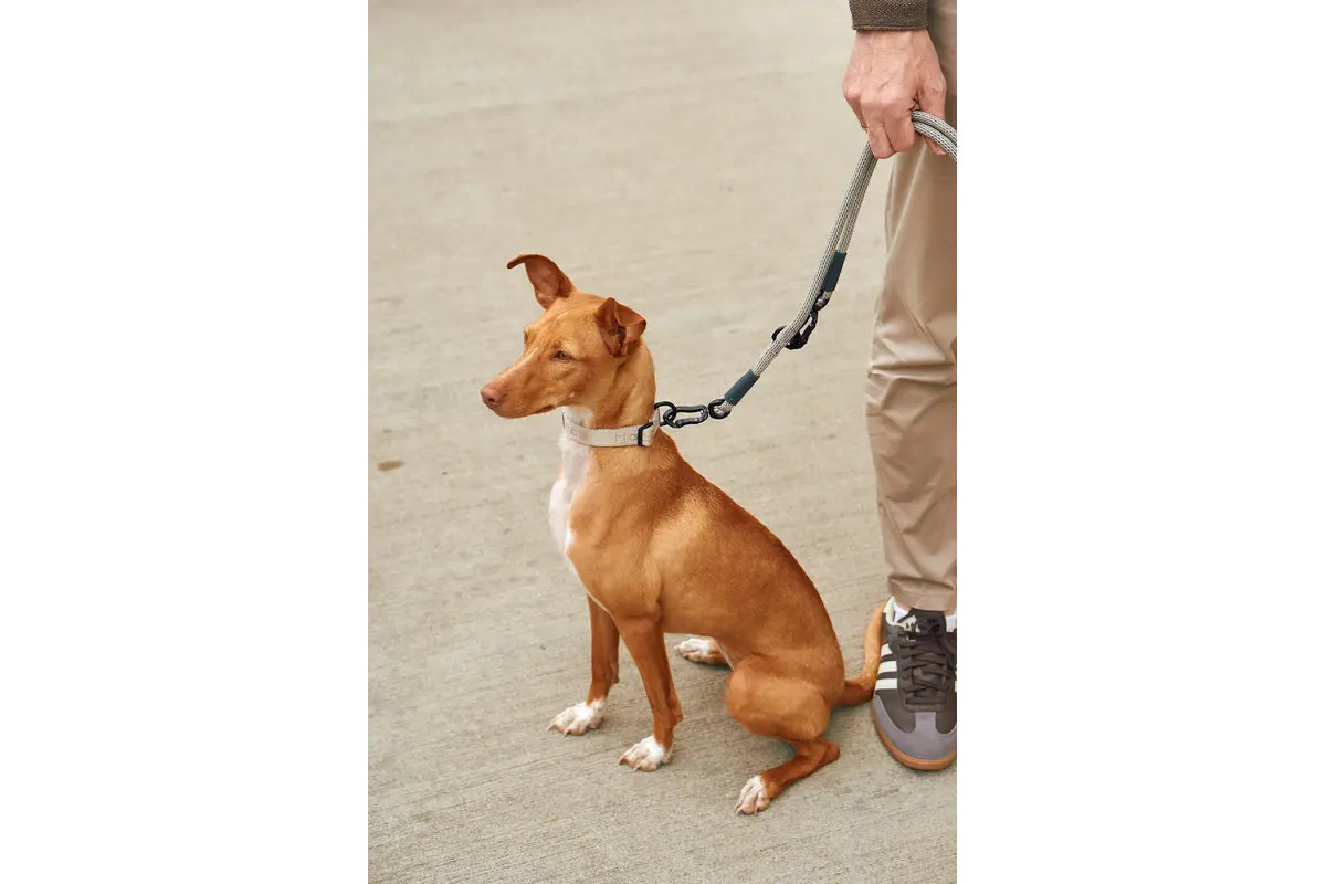 Cane Monza, Hondenriem, Asfalt/Greige/Grolive