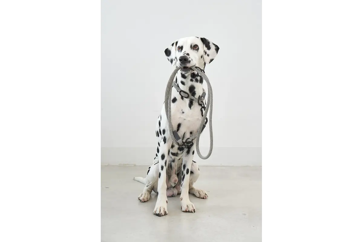 Cane Monza, Hondenriem, Asfalt/Greige/Grolive