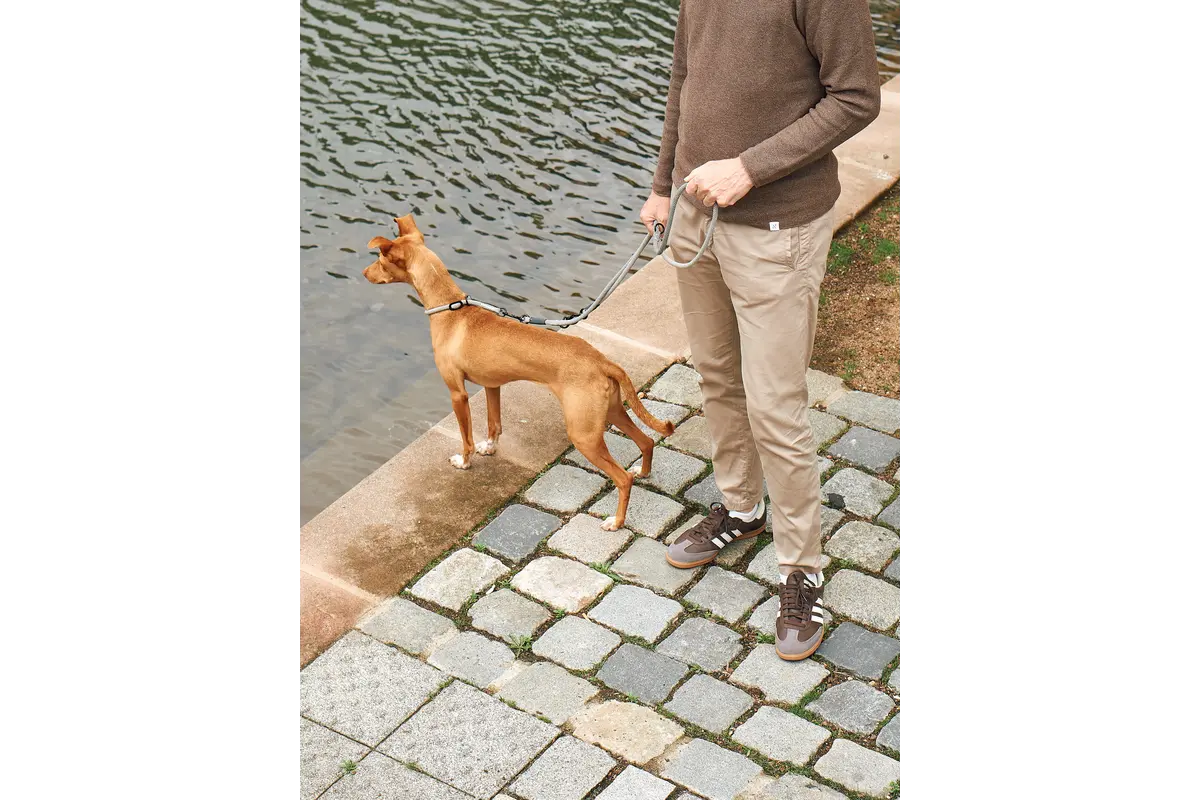 Cane Monza, Long Leash, Asphalt/Greige/Grolive