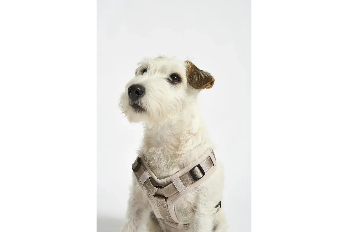 Cane Modena, Hundegeschirr, Greige