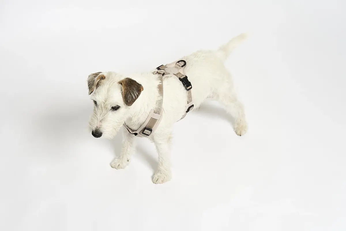 Cane Modena, Hundegeschirr, Greige