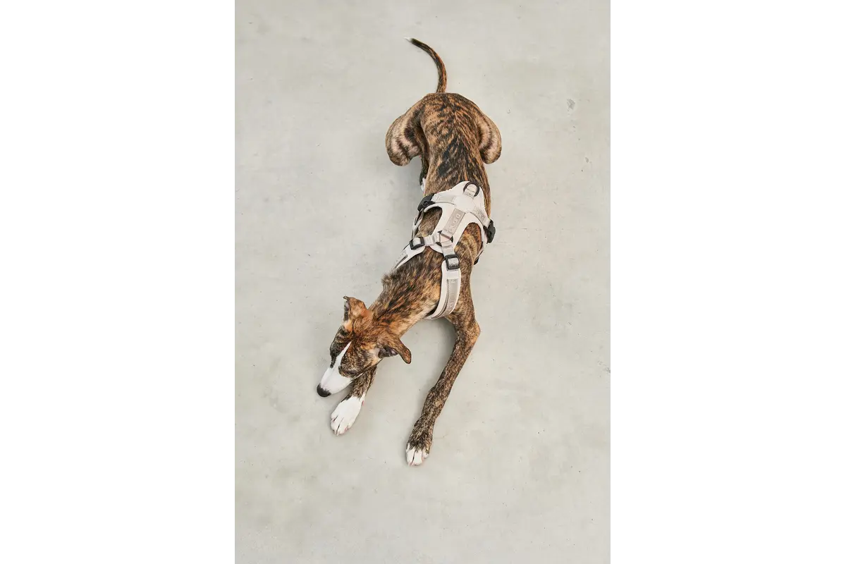 Cane Modena, Hundegeschirr, Greige