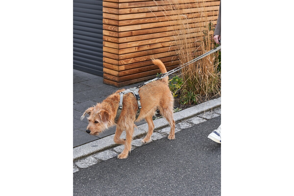 Cane Modena, Hundegeschirr, Grolive