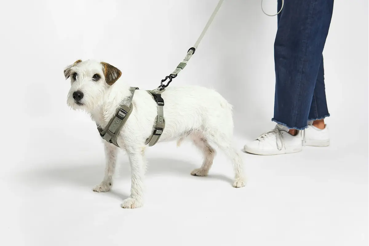 Cane Modena, Dog Harness, Grolive
