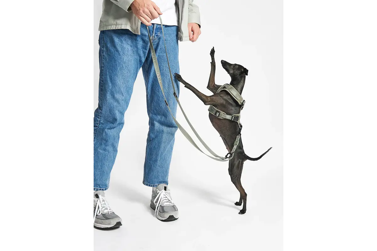 Cane Modena, Hundegeschirr, Grolive