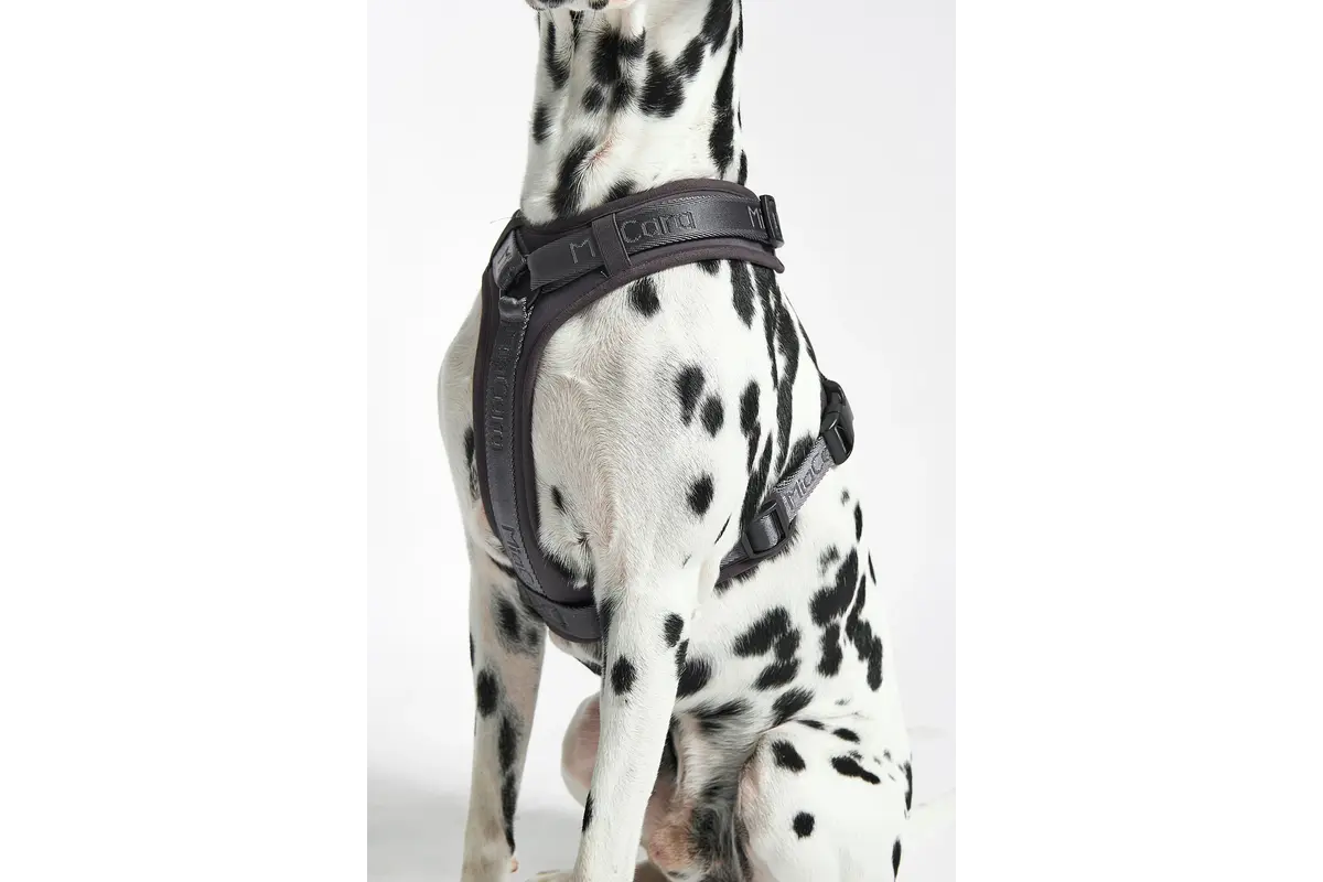 Cane Modena, Hundegeschirr, Asphalt