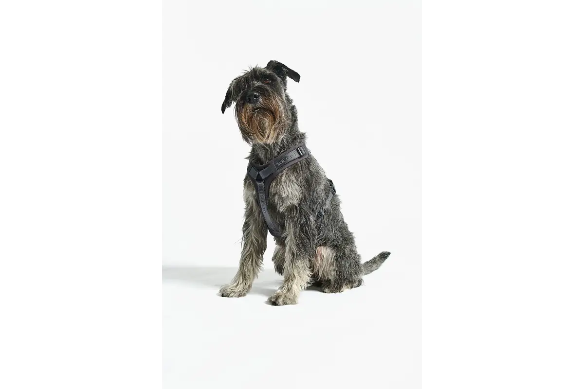 Cane Modena, Hundegeschirr, Asphalt