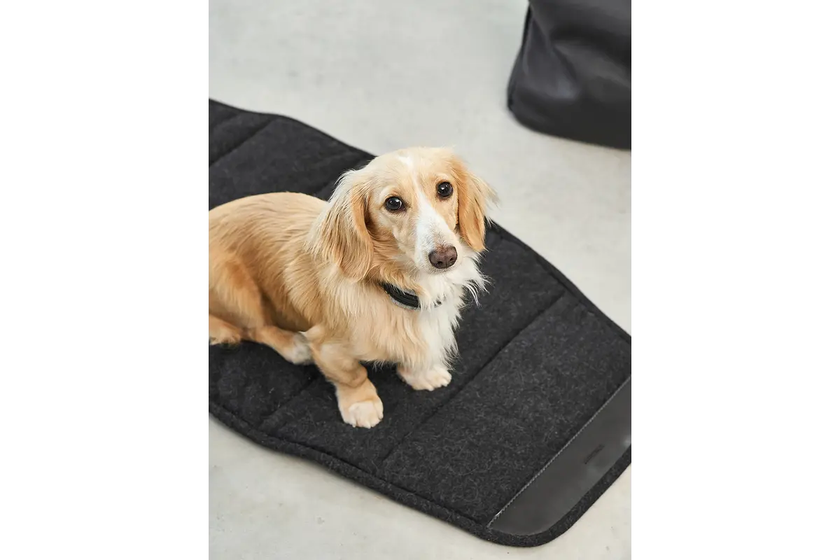 Cane Borsa, Hundetragetasche, Schwarz