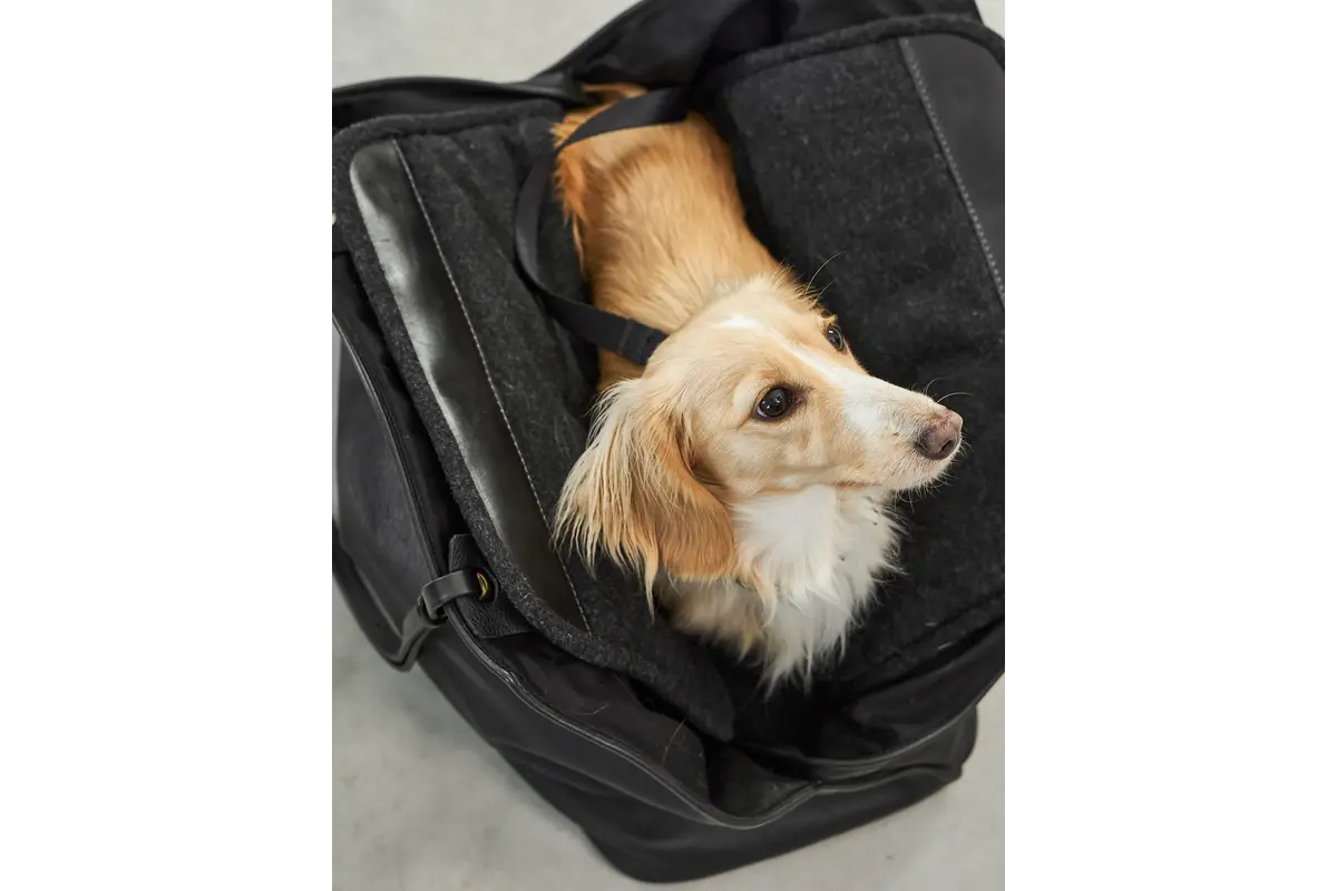 Cane Borsa, Dog Carrier, Black